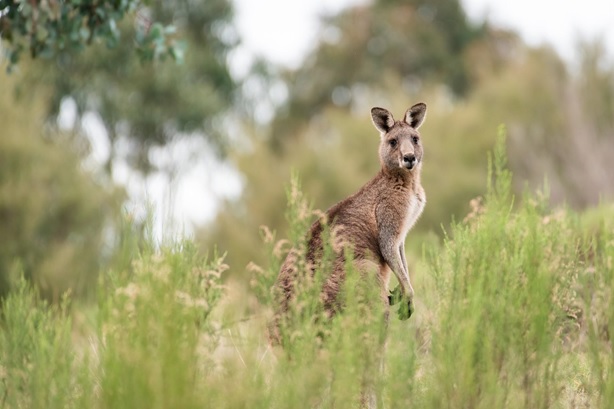 7 Amazing Things About Australia