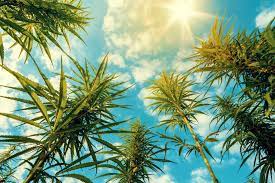 Cannabis Tourism: The Pros and Cons of Attracting Marijuana Enthusiasts